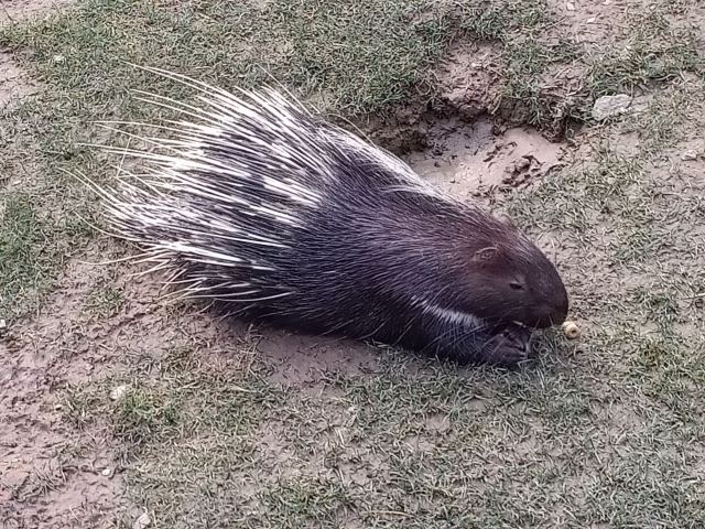 Shanghai Wild Animal Park