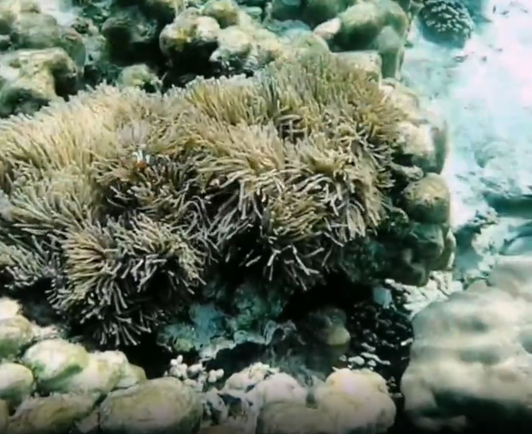 小丑鱼藏在海葵里，海葵不好找，要去珊瑚礁多的地方找。找到以后就抬头呼唤伙伴们来看，再埋下头已经被海水