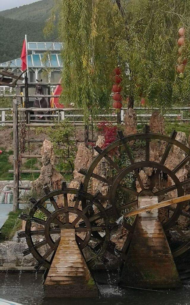 丽江花花色玫瑰庄园旅行图片 3