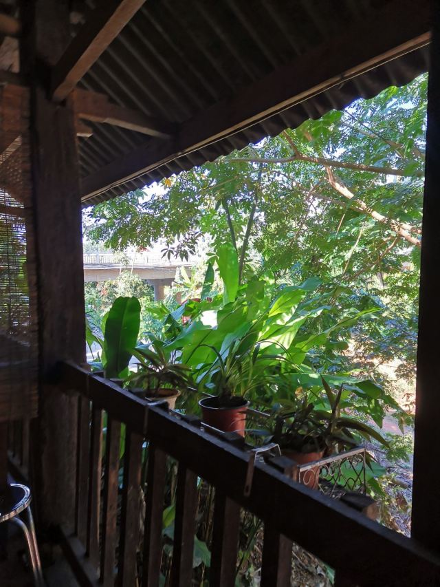 西双版纳南药园旅行图片 3