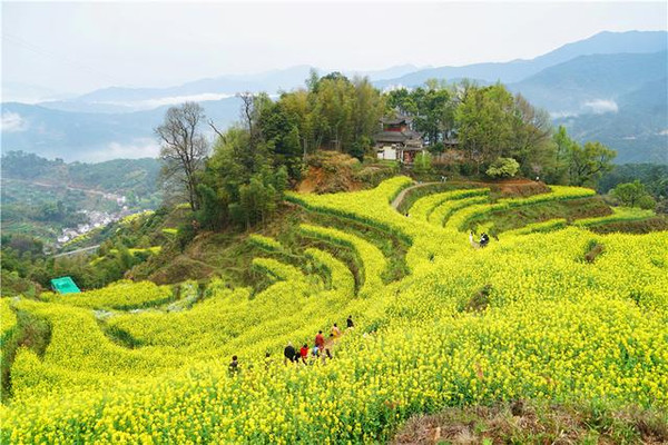 最受游客喜爱的婺源篁岭,春天一到,梯田油菜花漫山遍野盛放