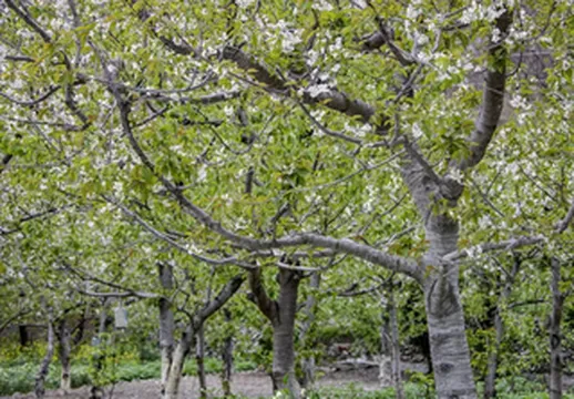 美翻了!小长假不用走太远,汶川2.7万亩樱花正开,约起来!