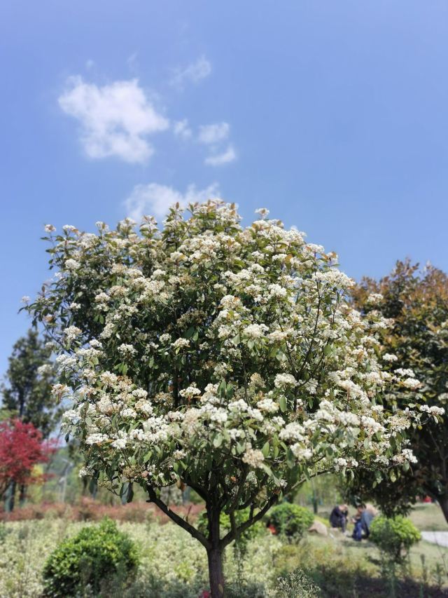林邑公园旅行图片 8