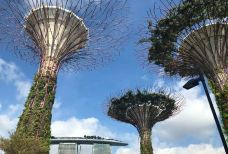 云雾林-新加坡-YoYo_8K3L8P8X