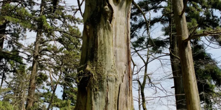 大樹王景區-五世同堂