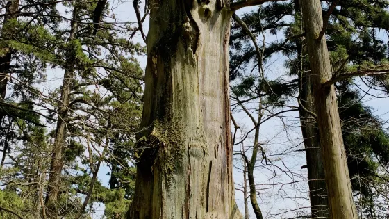 大樹王景區-五世同堂