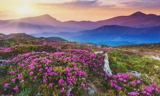 高山花海已来！阿坝州进入最美杜鹃花观赏期，五一去正好！