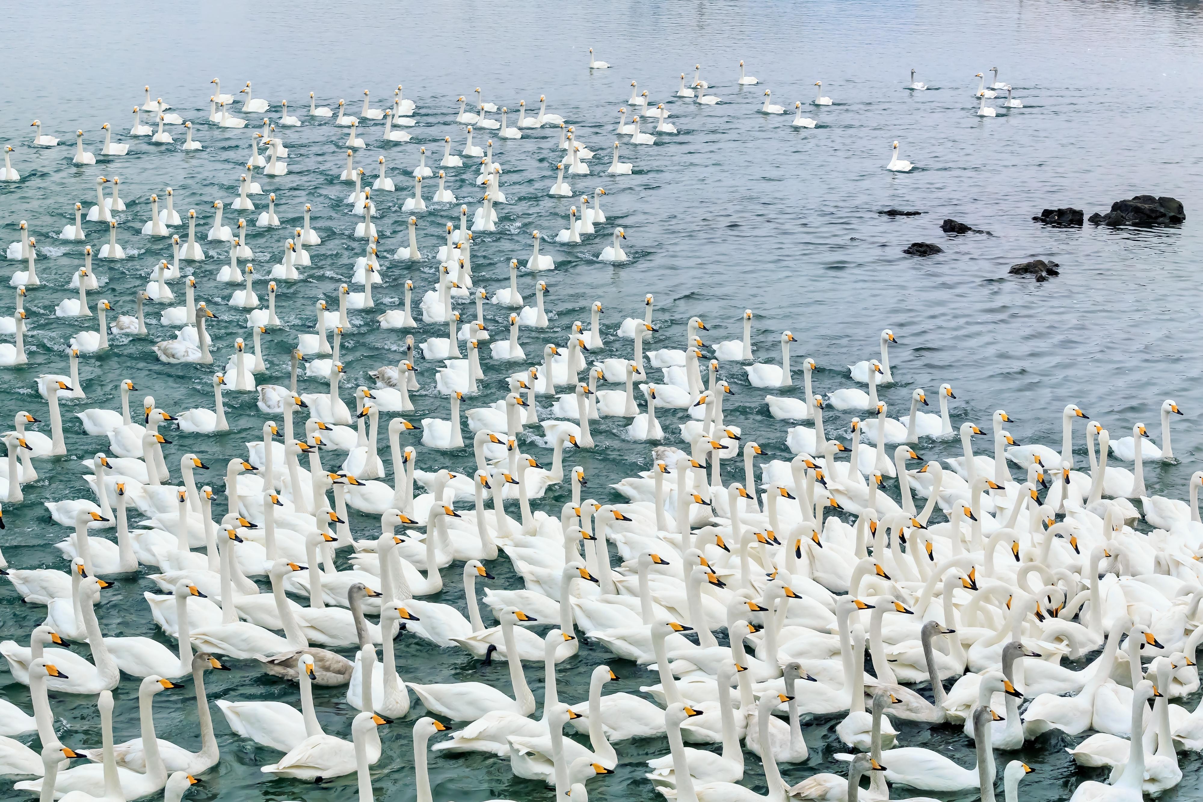 天鹅湖