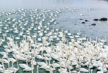 【6人团】威海天鹅湖+轮布鲁维斯沉船+火炬八街+海草房一日游【[精品小团]精品2~6人小团，出行不拥挤】