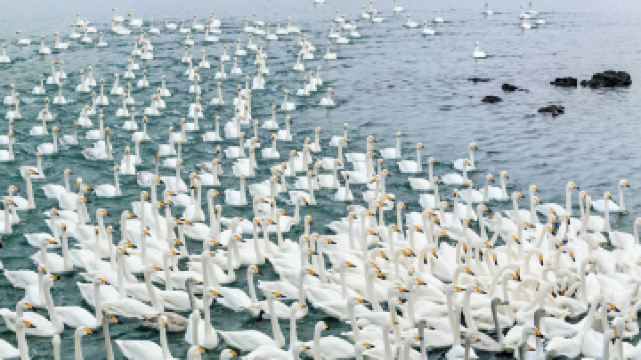 天鹅湖生态旅游区