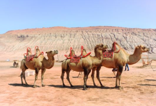 吐鲁番葡萄沟+火焰山+坎儿井+交河故城+郡王府一日游赠特色餐【[精致行程]动车往返旅途更舒适+省时省力相比汽车多游玩4小时+留下更多的游览时间.】