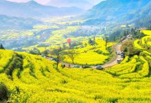 江岭赏油菜花海景点图片
