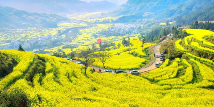 江嶺賞油菜花海