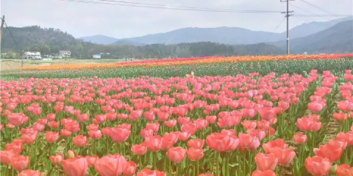 花溪茶穀風景區