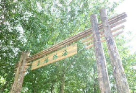 幸福林海景点图片