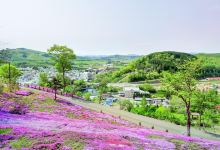 泷上芝樱公园景点图片