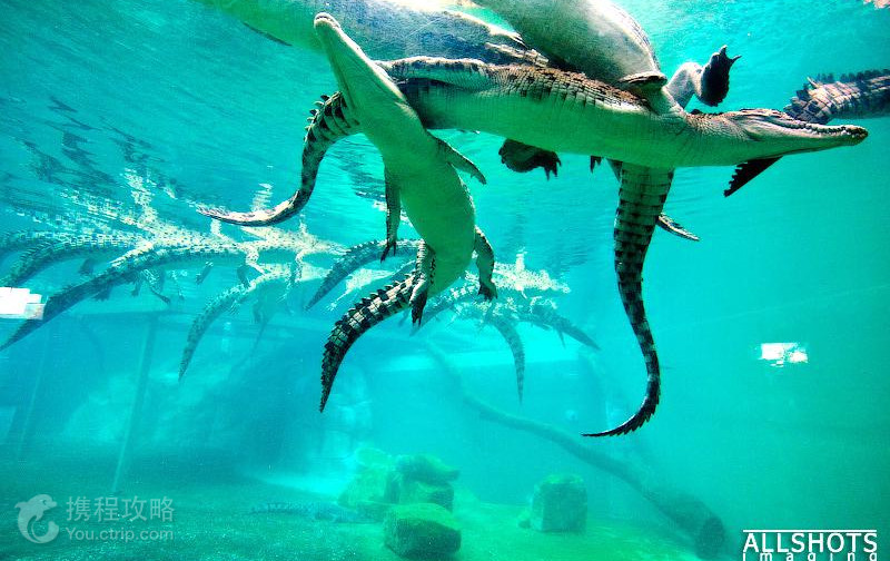 Crocosaurus Cove