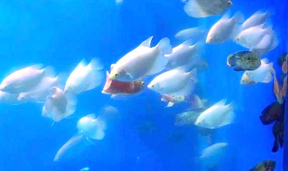 海梦城科幻海洋世界
