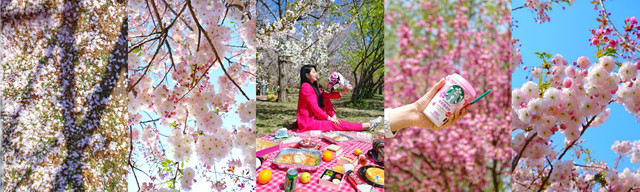 再也不会有这样奢侈的一年,肆无忌惮沉迷于家乡的春天。(大连赏樱攻略)