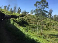 Mackwoods茶厂-努沃勒埃利耶区-DEAR张小球