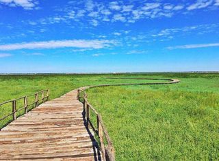 蒙古黑头小肥羊你吃过吗?张家口信得过农家院秘制做法,美味极了