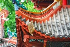 黔灵山公园-贵阳-轻轻的一个蚊