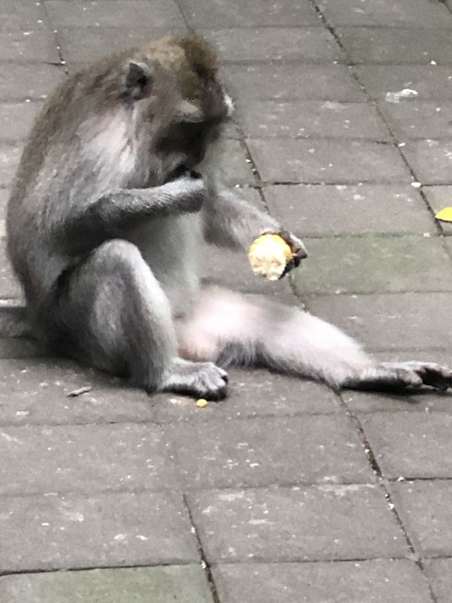 몽키 포레스트
