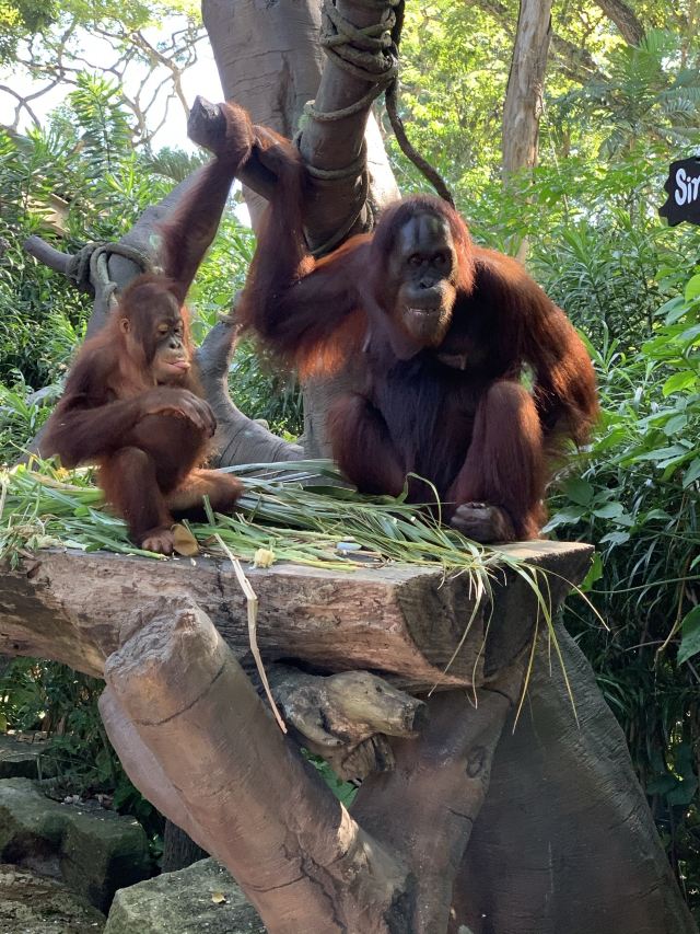 Singapore Zoo