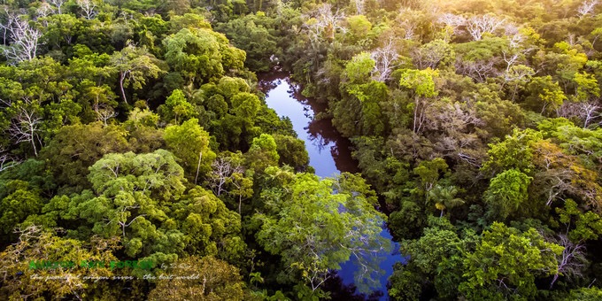 世纪穿越，亿年古老原始雨林探秘