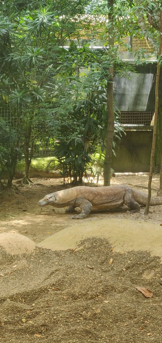 Singapore Zoo