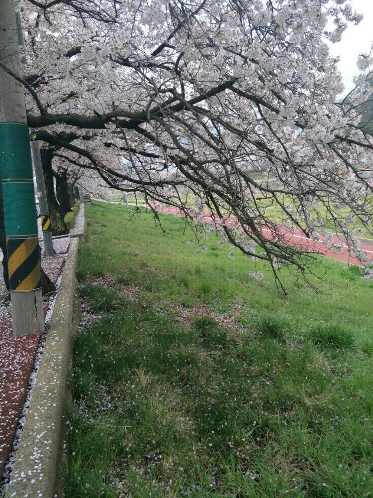 年年岁岁花相似，岁岁年年人不同