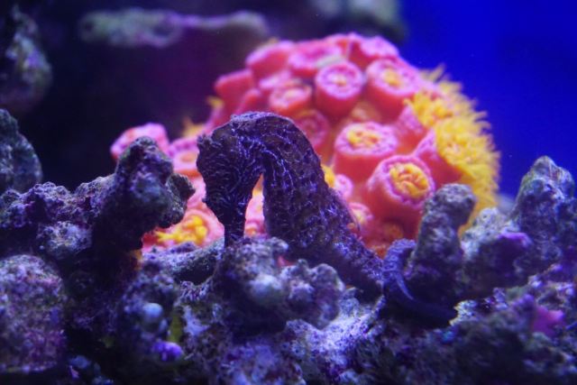 Cairns Aquarium