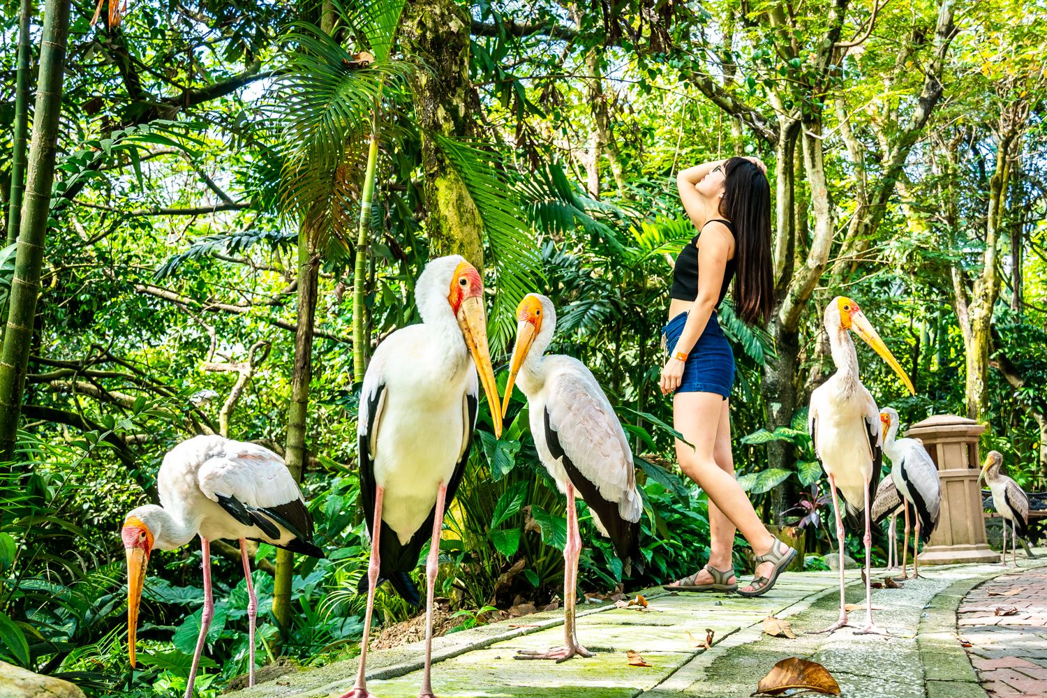 Kl Bird Park Travel Guidebook Must Visit Attractions In Kuala Lumpur Kl Bird Park Nearby Recommendation Trip Com