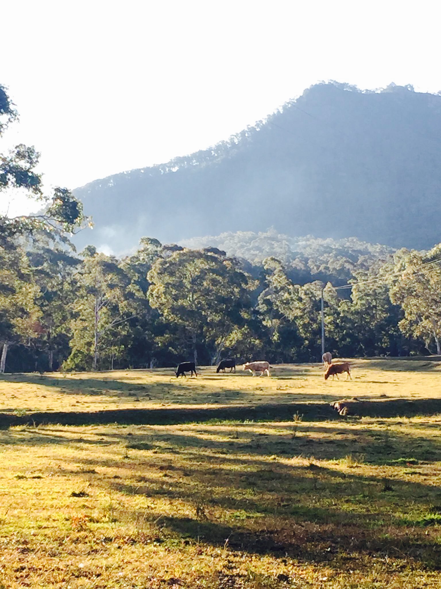 Megalong Valley Tearooms