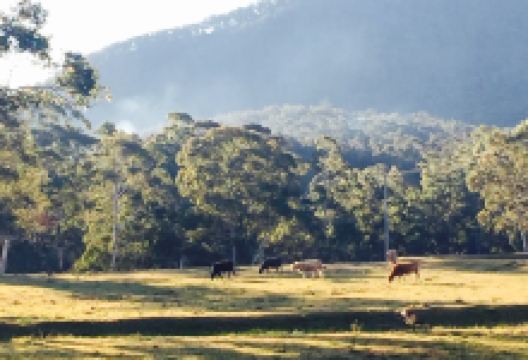 Megalong Valley Tearooms美食图片