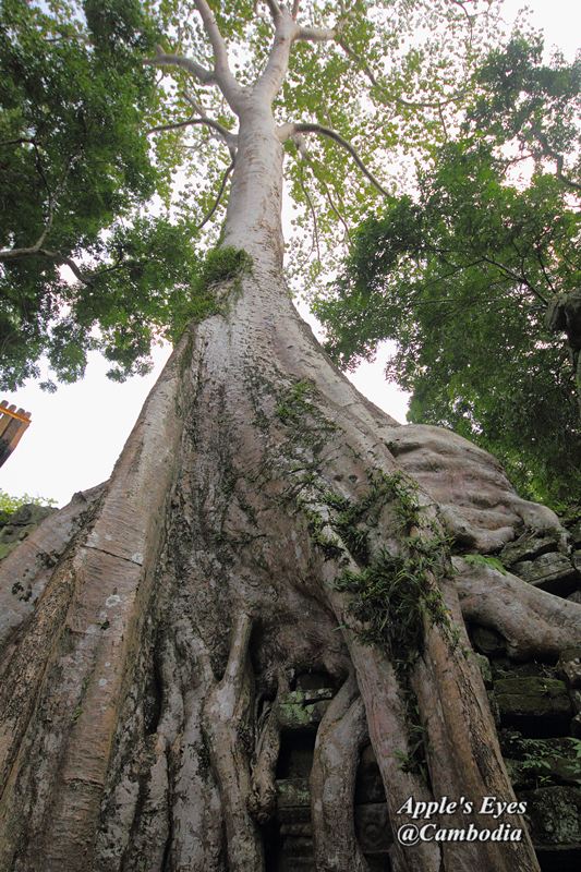 Ta Prohm