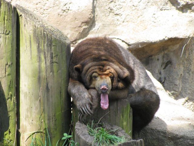 Lincoln Park Zoo