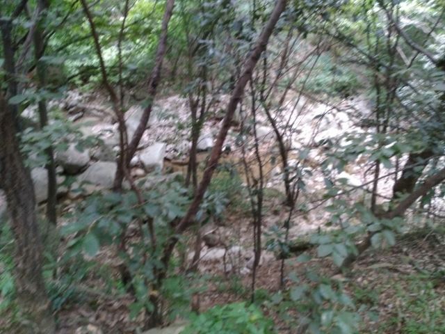 수탉 산