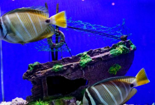 龙门海洋馆+洛邑古城一日游【晋城出发，纯玩无购物】【参观“中原渡口”[洛邑古城]】