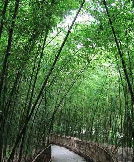 Purple Bamboo Park
