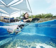 海哺栖息地-新加坡-傻桃子呦西