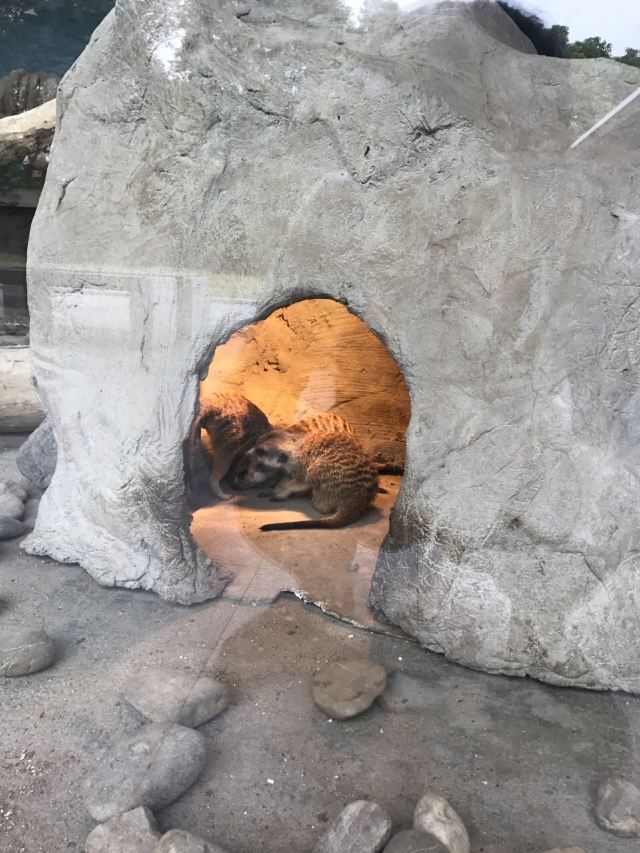 상하이 야생 동물원