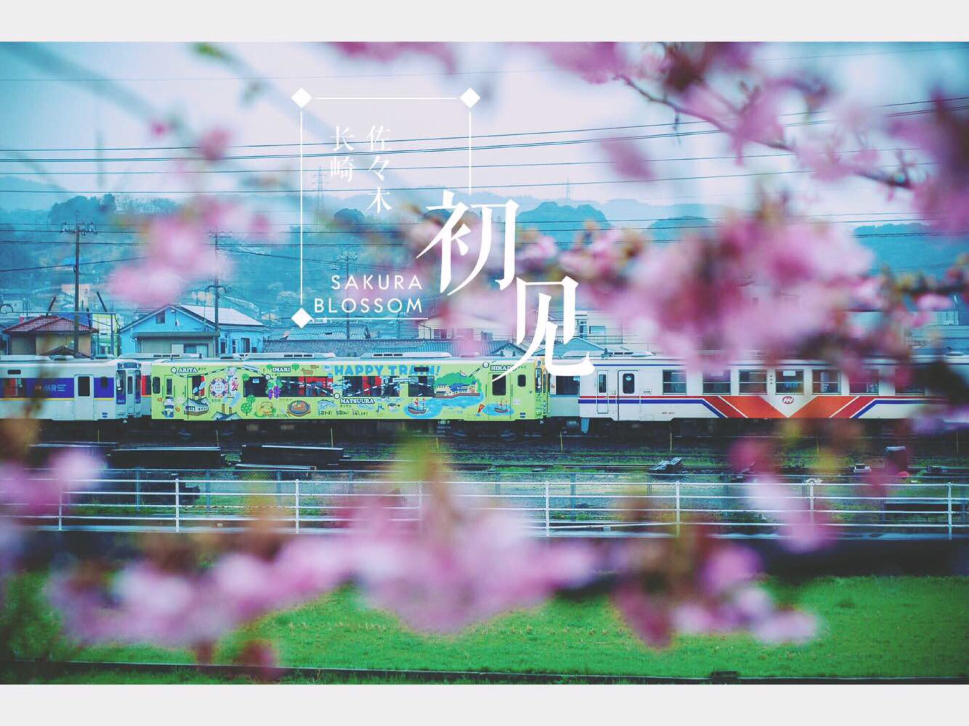 长崎。樱花，