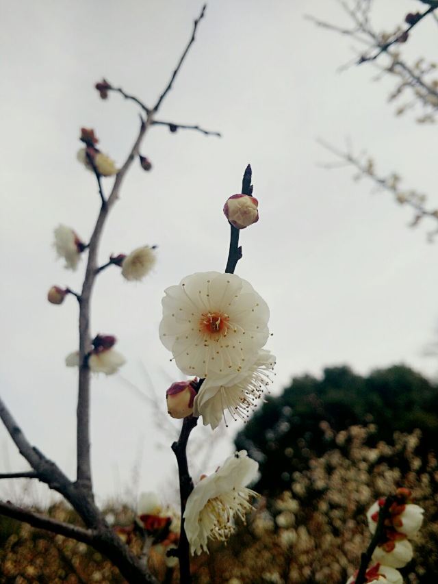 매원