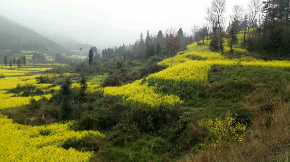 罗平油菜花，我们来了！