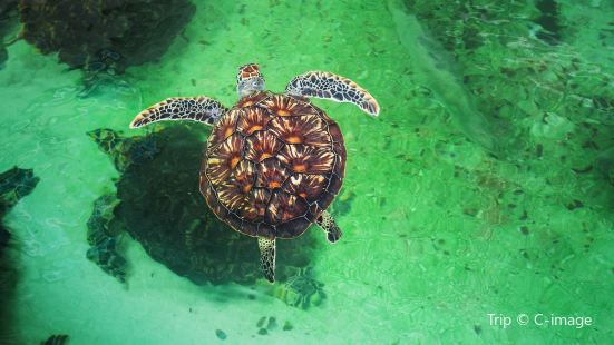 National Oceanographic Museum of Vietnam - Nha Trang