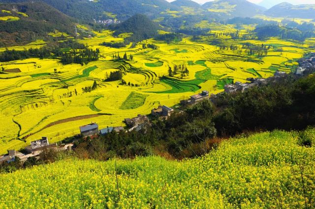 Luoping Canola Flower Ocean