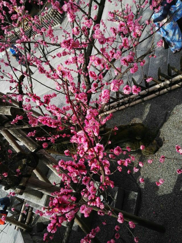 Kiyomizu-dera Temple