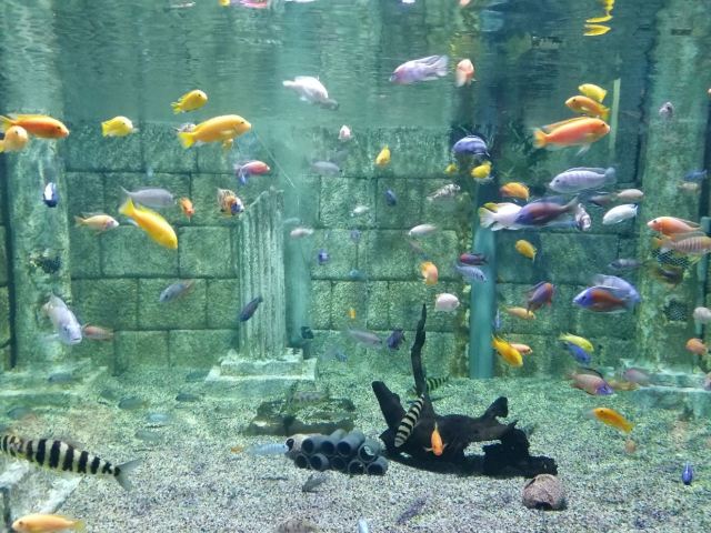 Grandview Aquarium