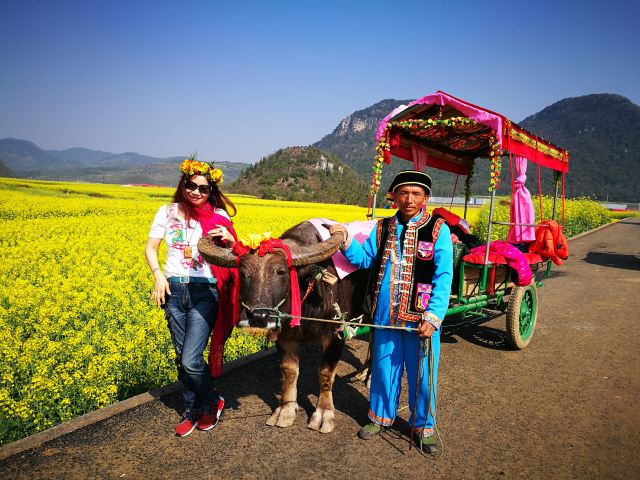 Luoping Canola Flower Ocean